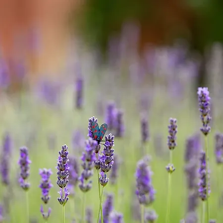 Country house Casa Rosa *