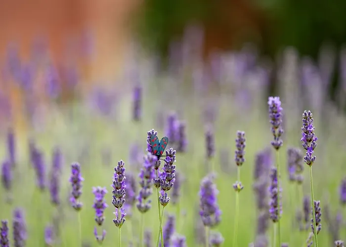 Landsted Casa Rosa *